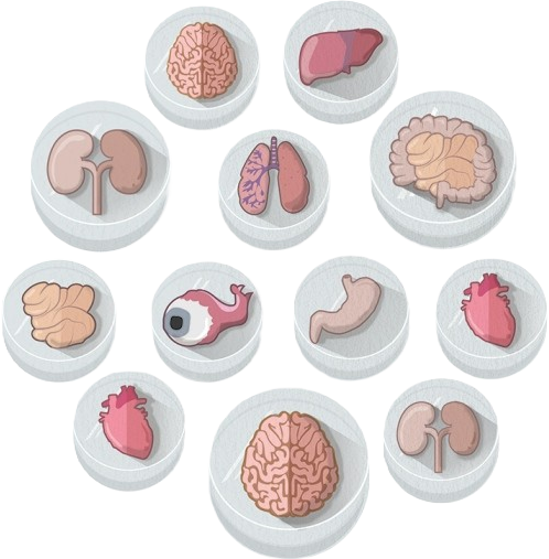 Organoid, especially Brain